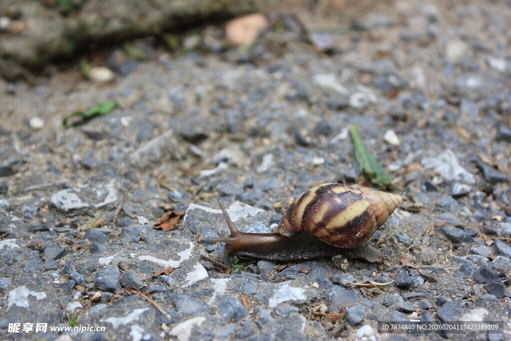 越南路面上爬行的带壳小蜗牛