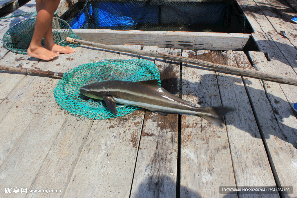 越南船上捕获的大鱼