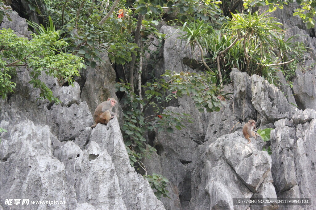 越南岩石上的猴子与绿植