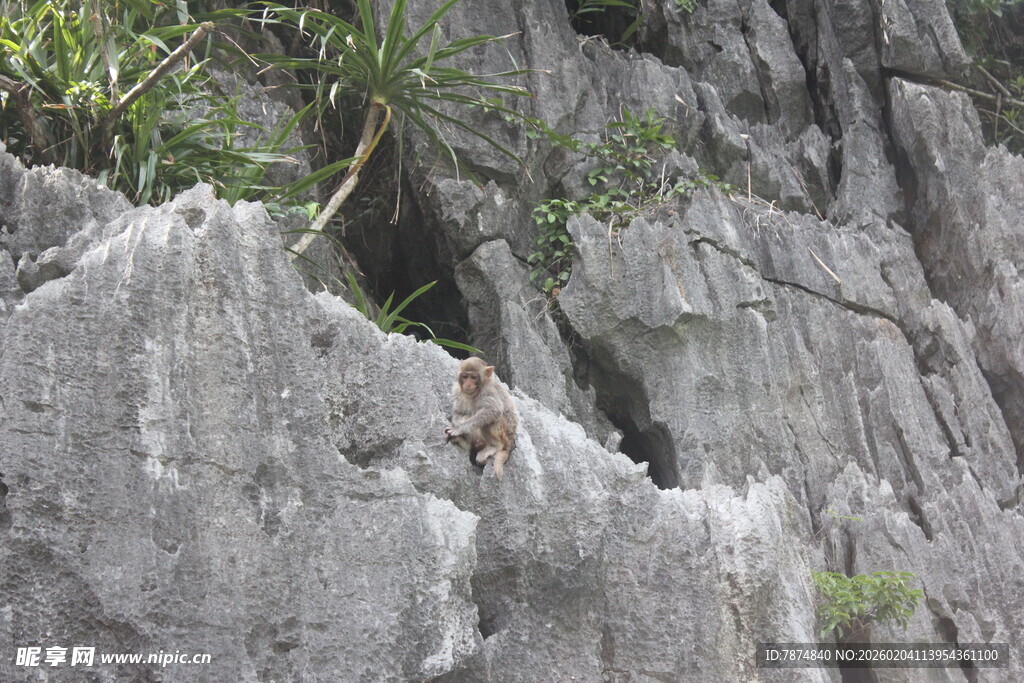 越南猴子挑战陡峭灰色岩壁