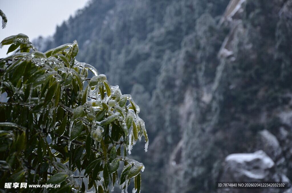 山间覆雪绿植
