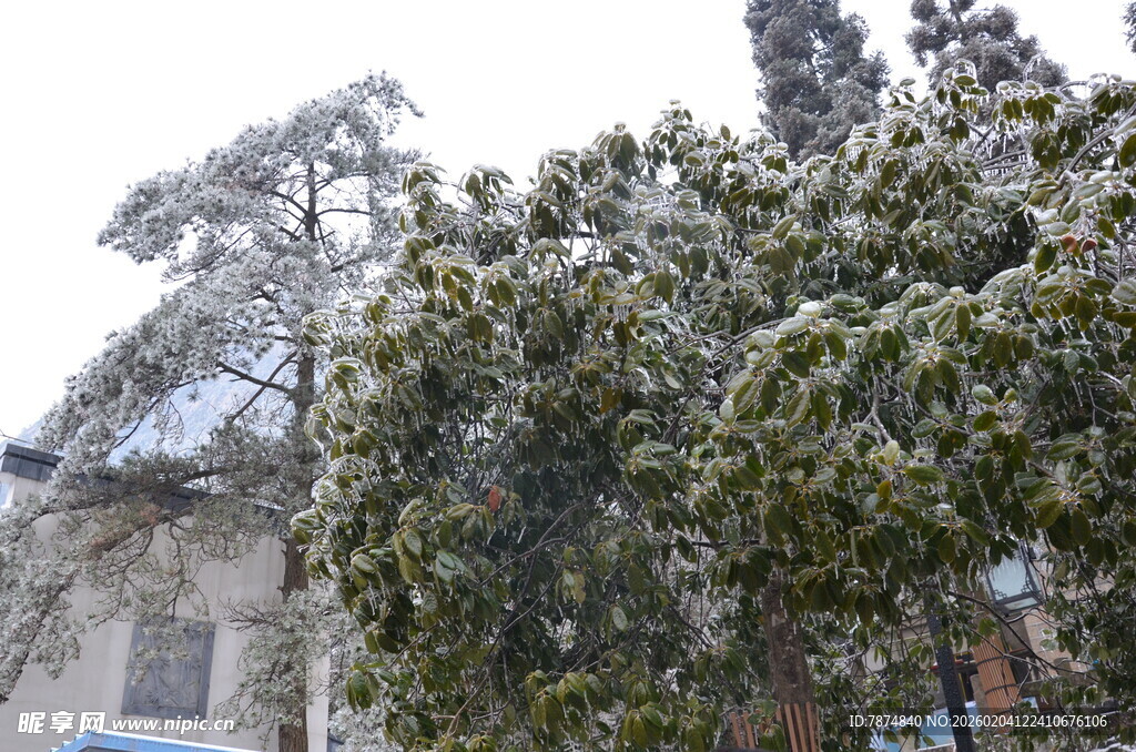 雪覆绿树景