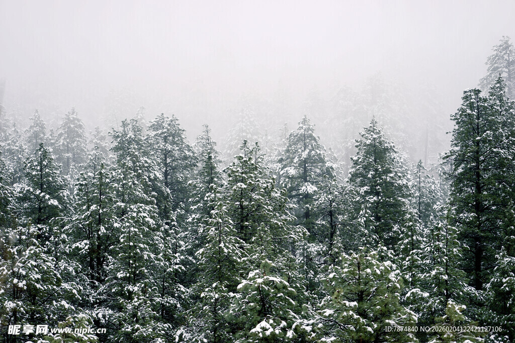 雪覆森林美景