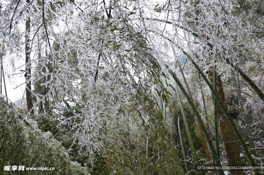 雪覆竹林美景