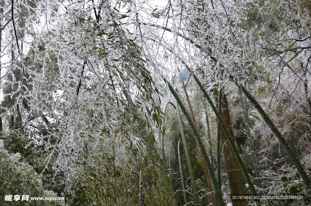 雪覆竹林美景