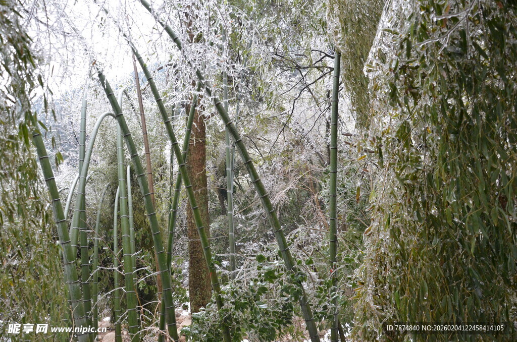 冬日雪覆竹林景致