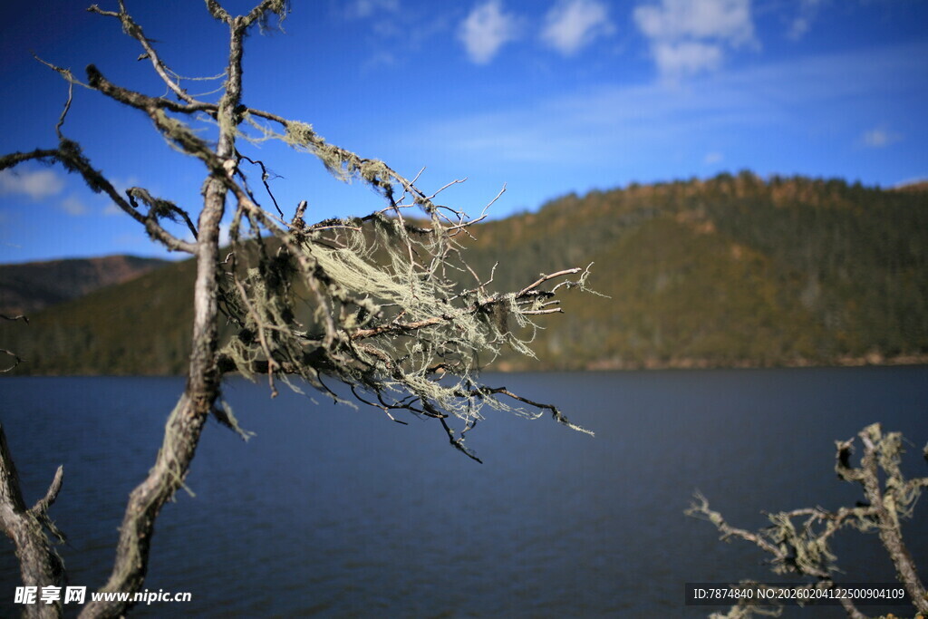 湖畔枯树与远山蓝天美景