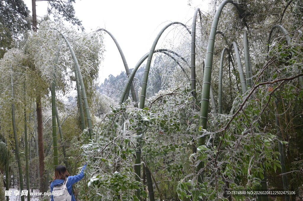 雪覆竹林景观