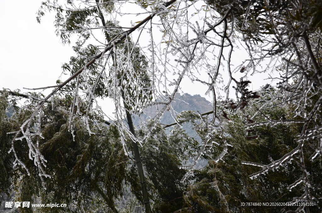 雪覆树枝 冬日山林景致