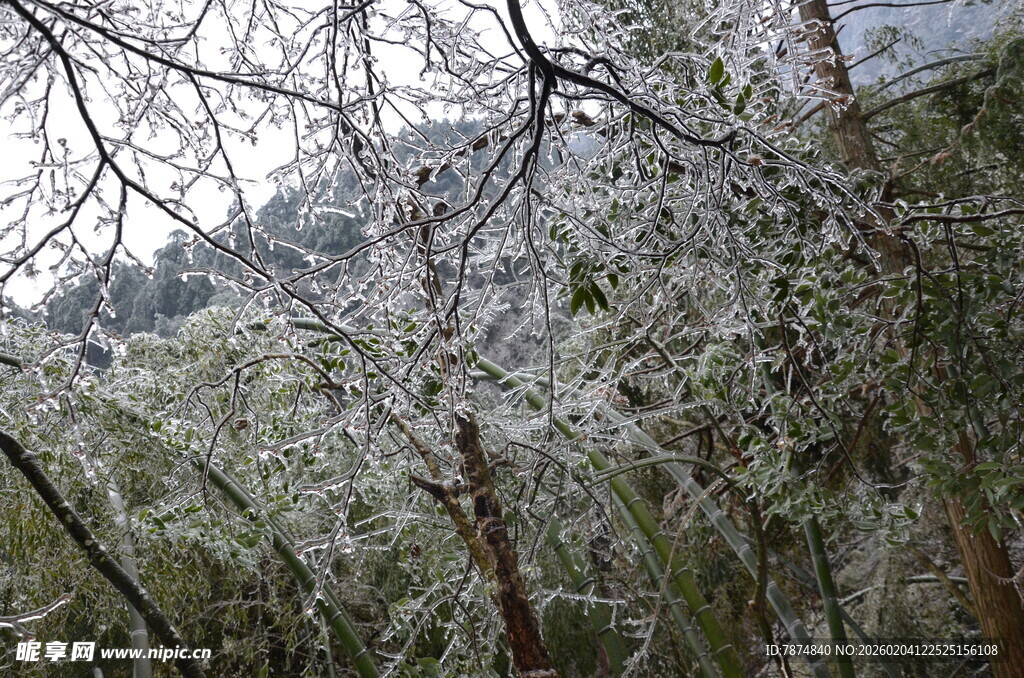 雪覆树枝的冬日山林景象