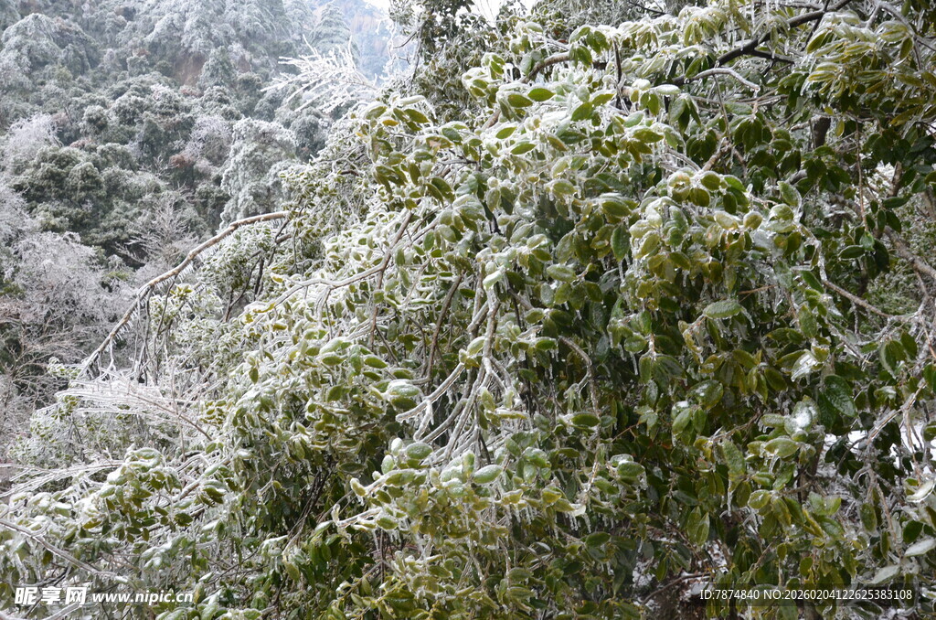 雪覆绿树美景