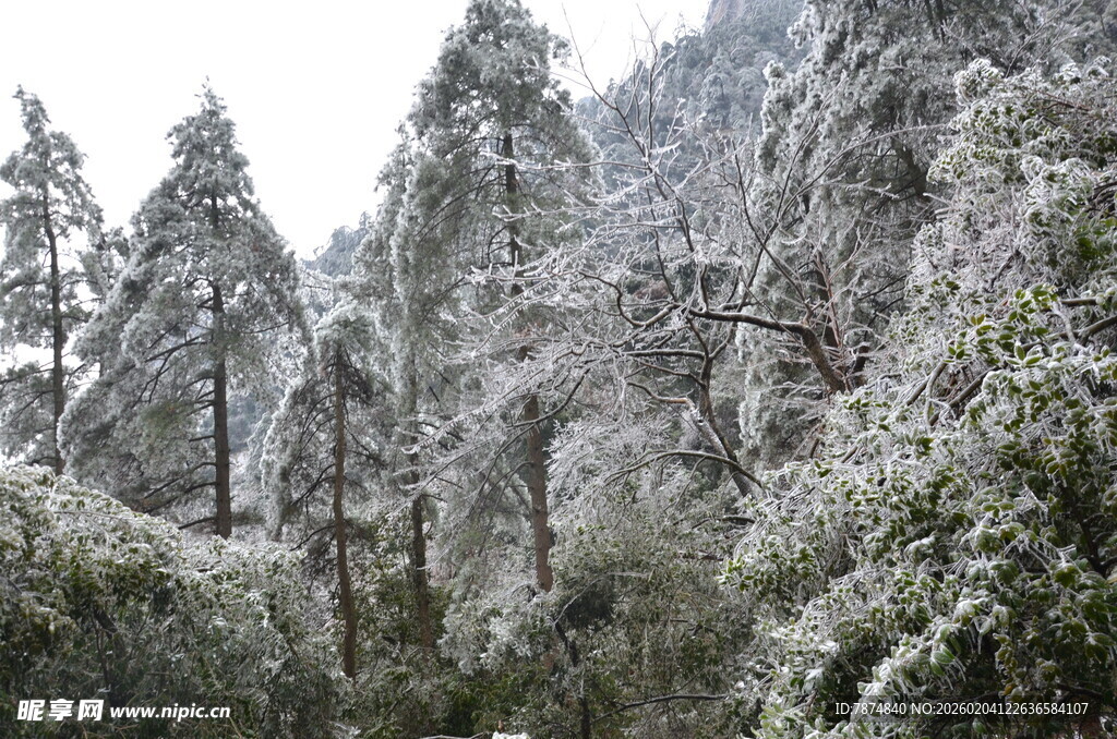 雪覆山林美景
