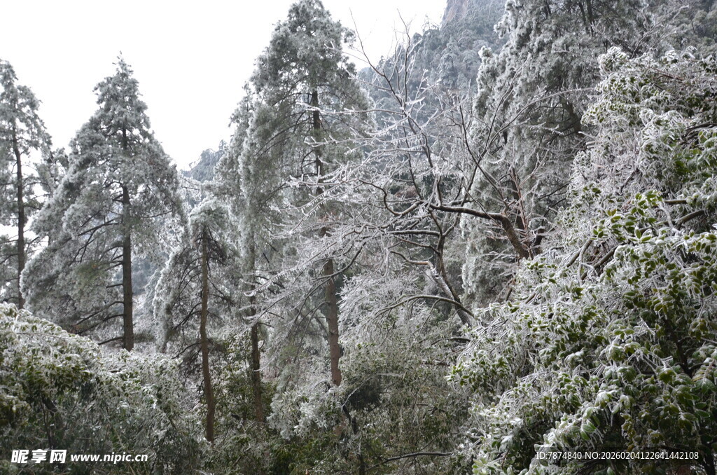 雪覆山林美景