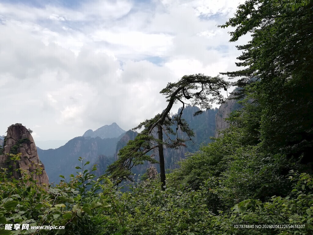 山间孤松 云雾缭绕美景