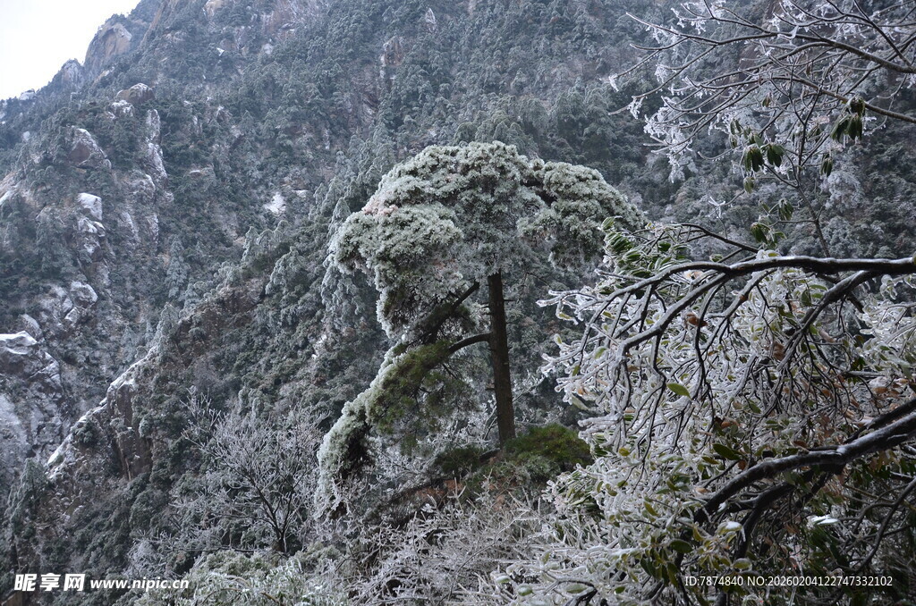 雪覆苍松于山峦间