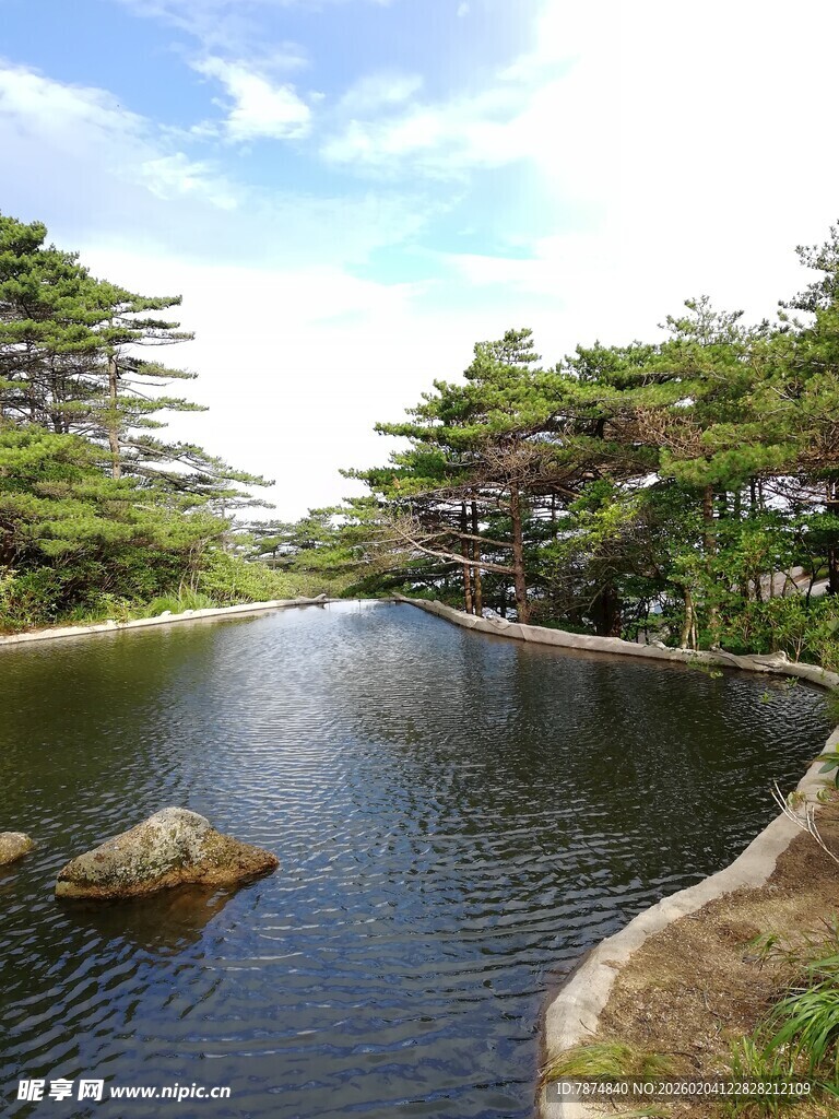 宁静湖畔的葱郁树木景观
