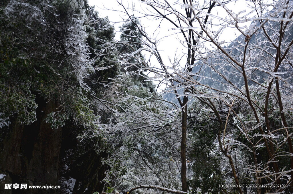 冬日雪覆山林美景