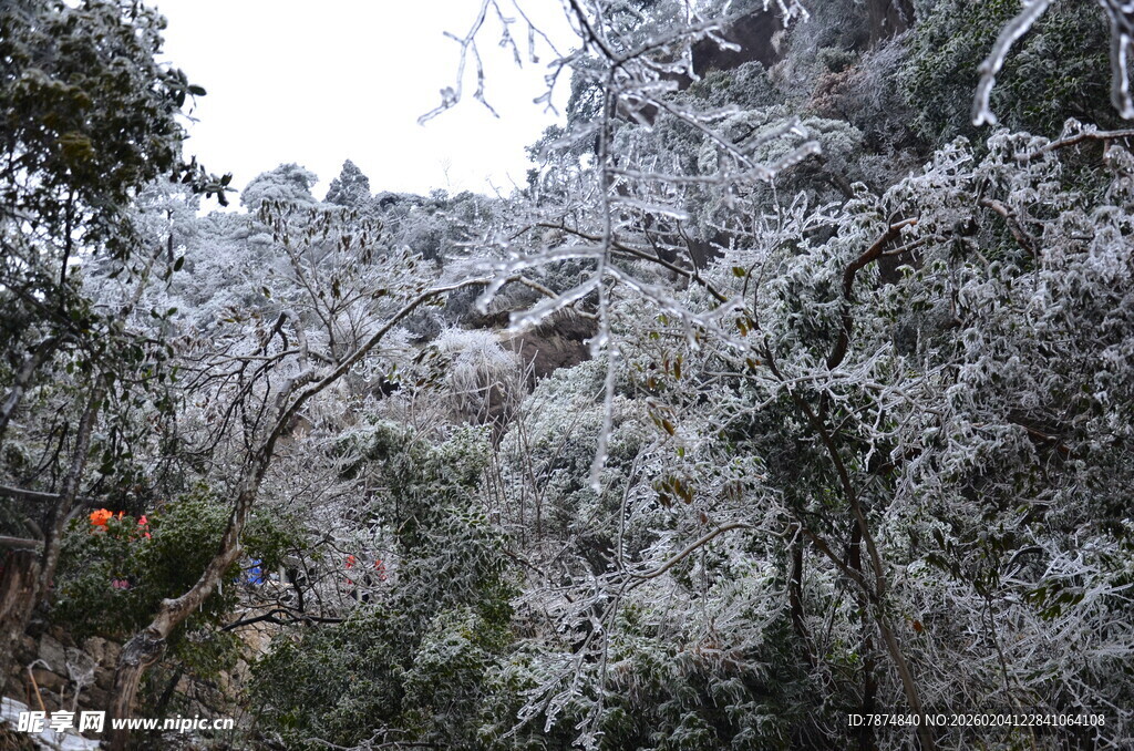 雪覆树林美景