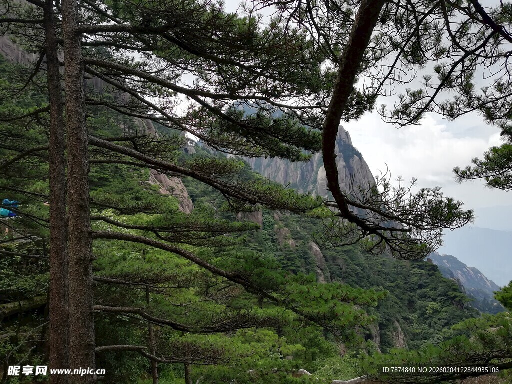 山林间的松木与远处山峦