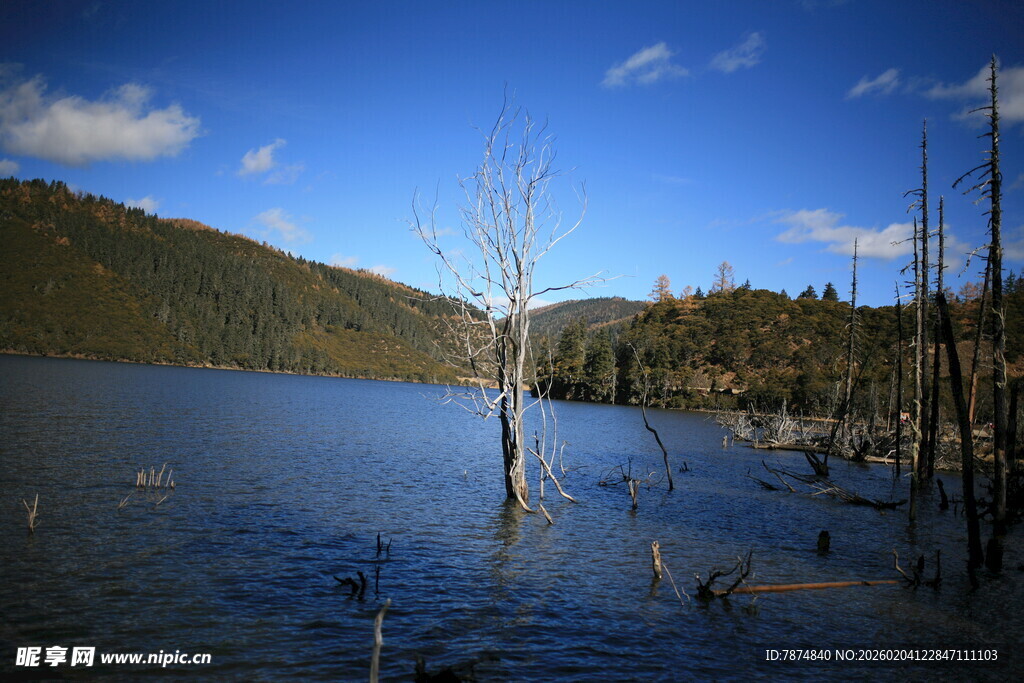 湖畔枯树与远山美景