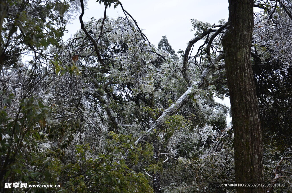 雪覆山林景象