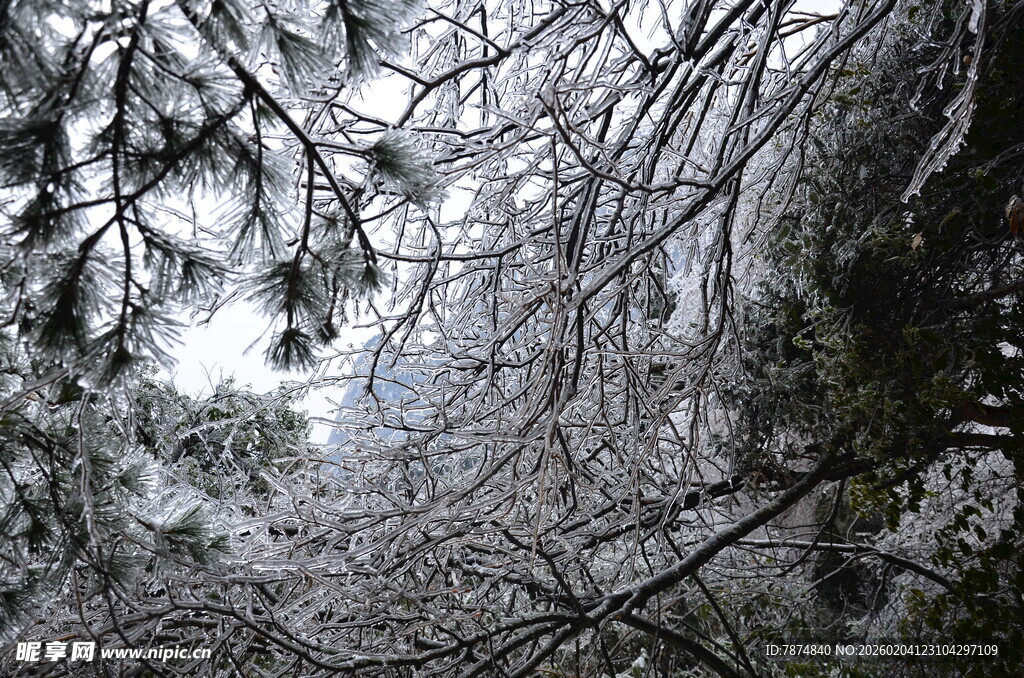 仰视冬日树林雪景