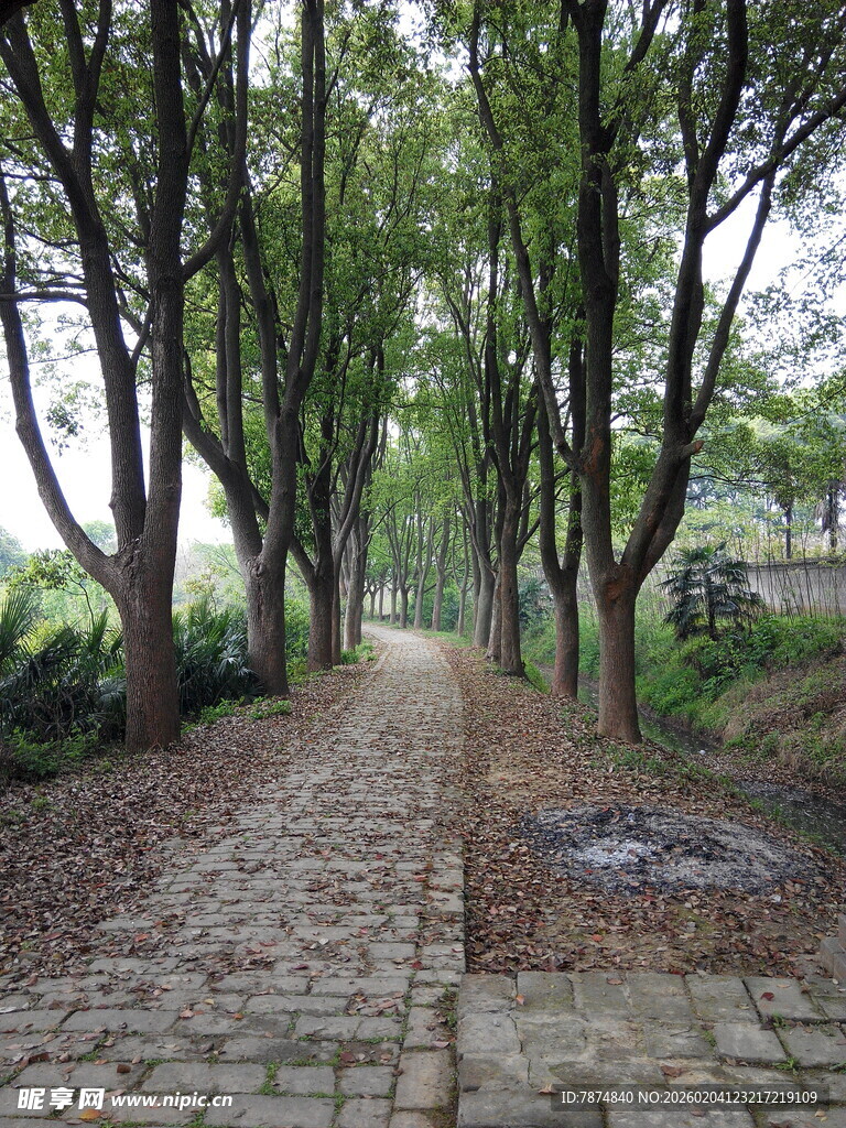 林间石径 静谧自然之景