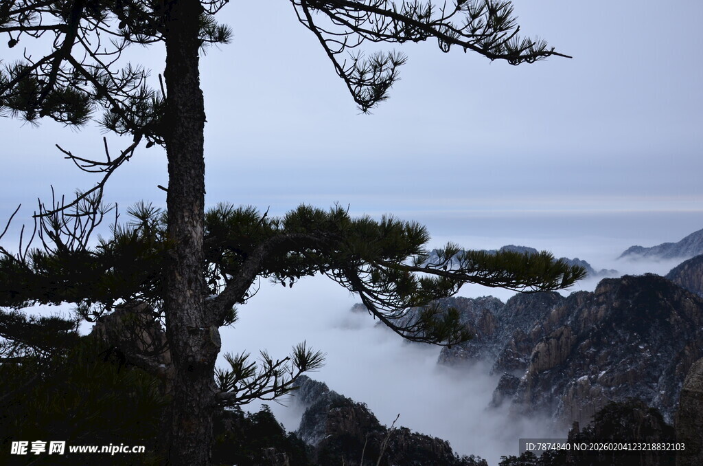 山间孤松伴云雾美景