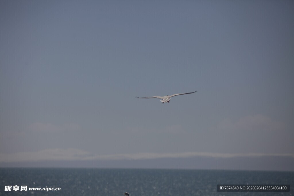 海空之上飞翔的白色海鸥