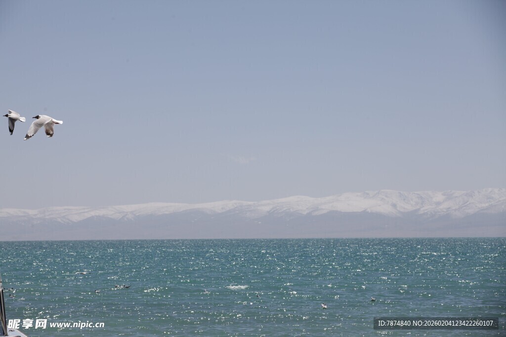 海边飞鸟与远处雪山景观