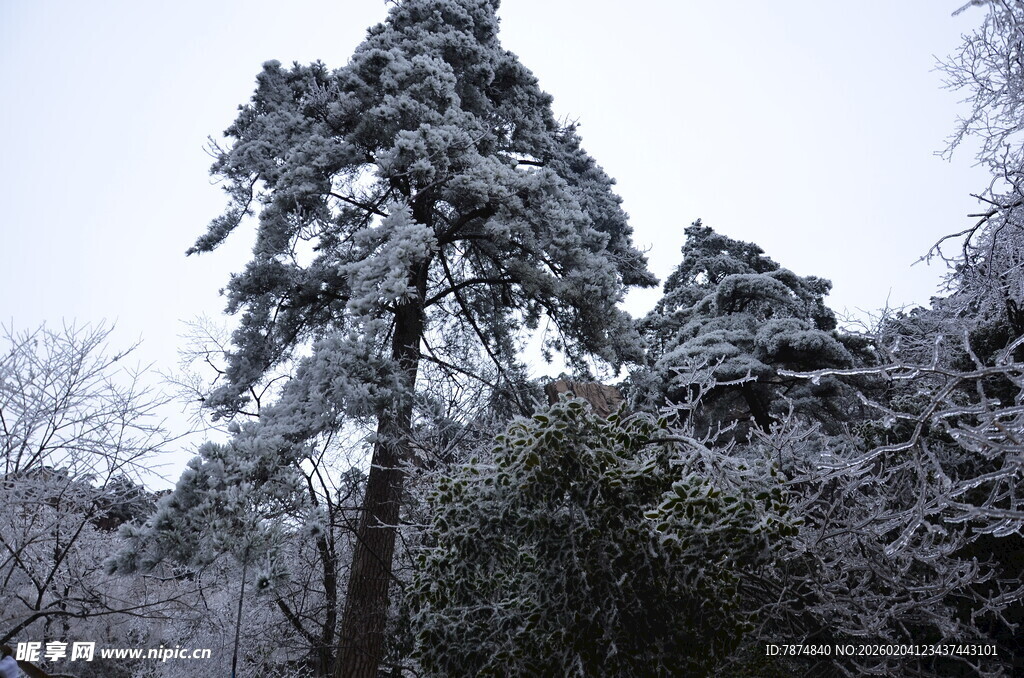 雪覆松树 冬日林间景致