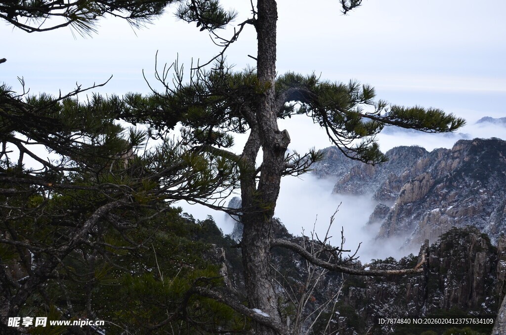 山间苍松伴云海美景