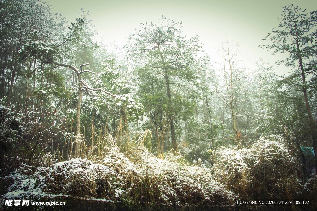冬日森林雪景静谧之美