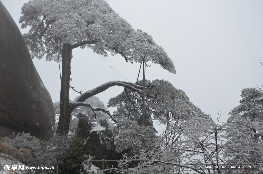 雪覆青松美景
