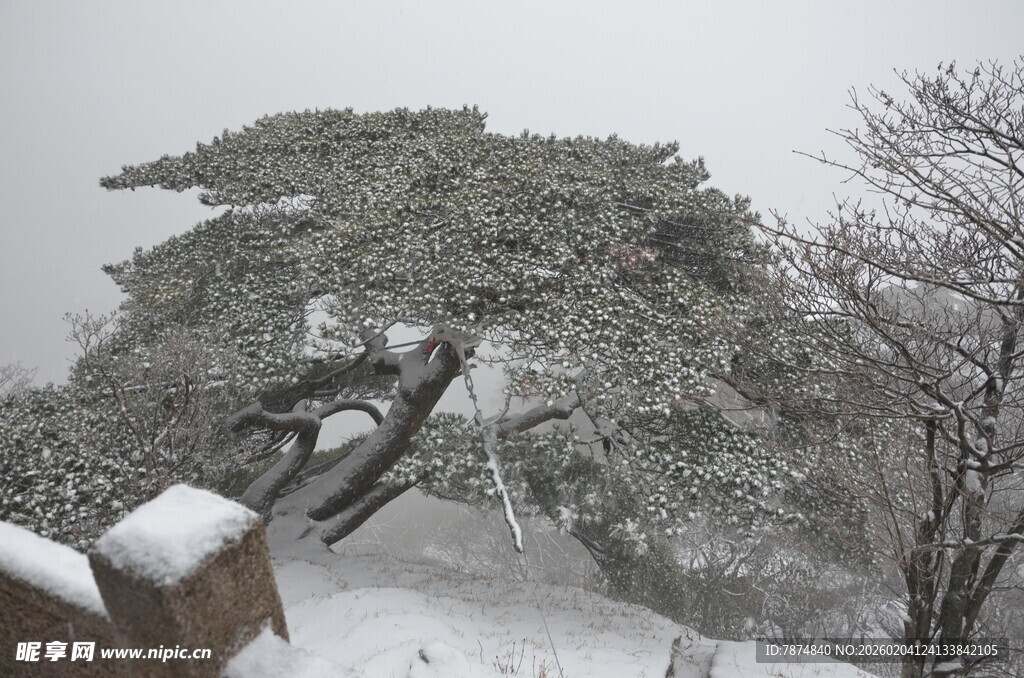 雪覆苍松