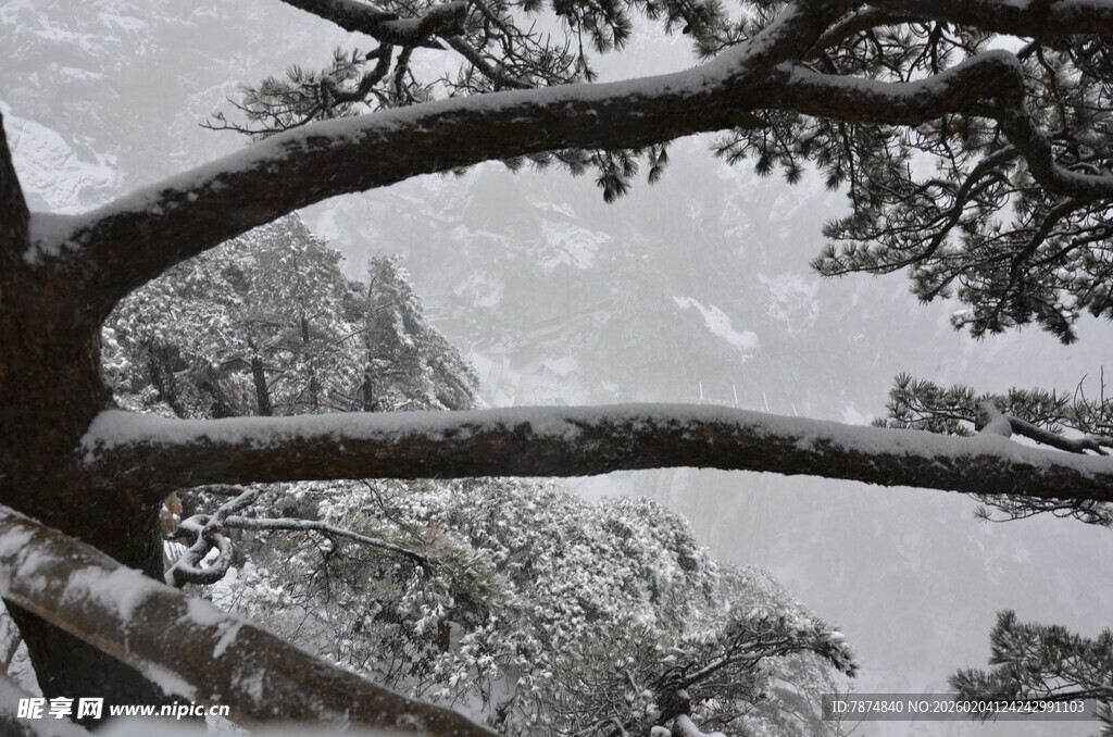 雪覆松枝景