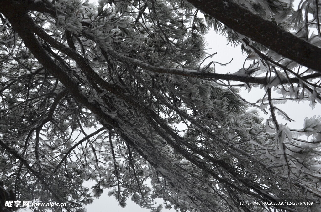 雪覆树枝的自然景象