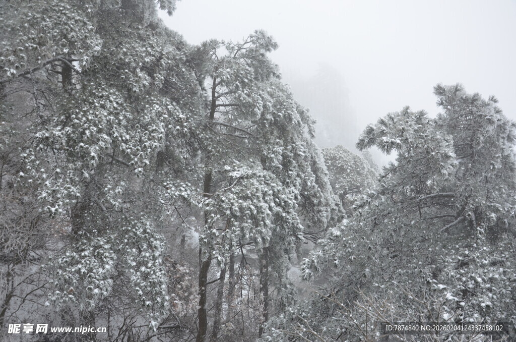 雪覆树林 冬日静谧美景