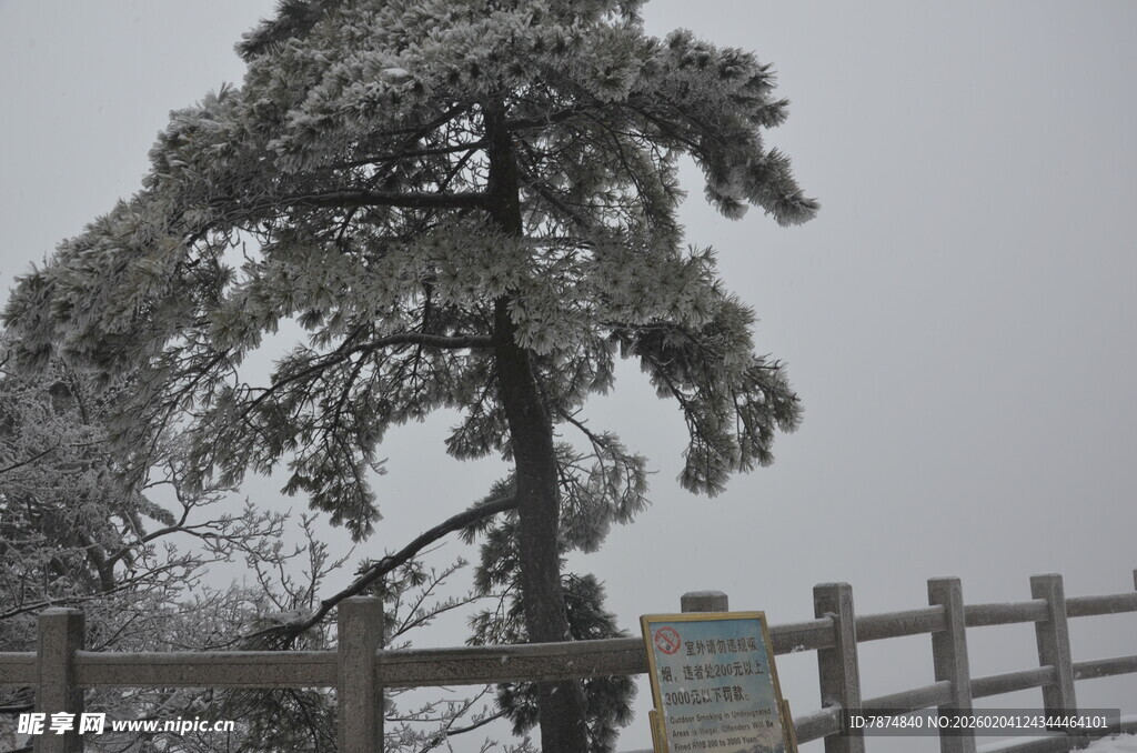 雪覆孤松于围栏旁