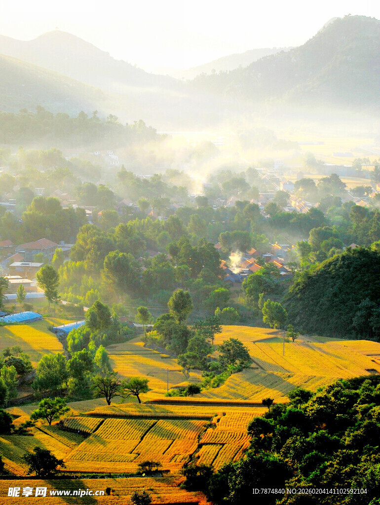 田园晨景 金黄稻田与远山