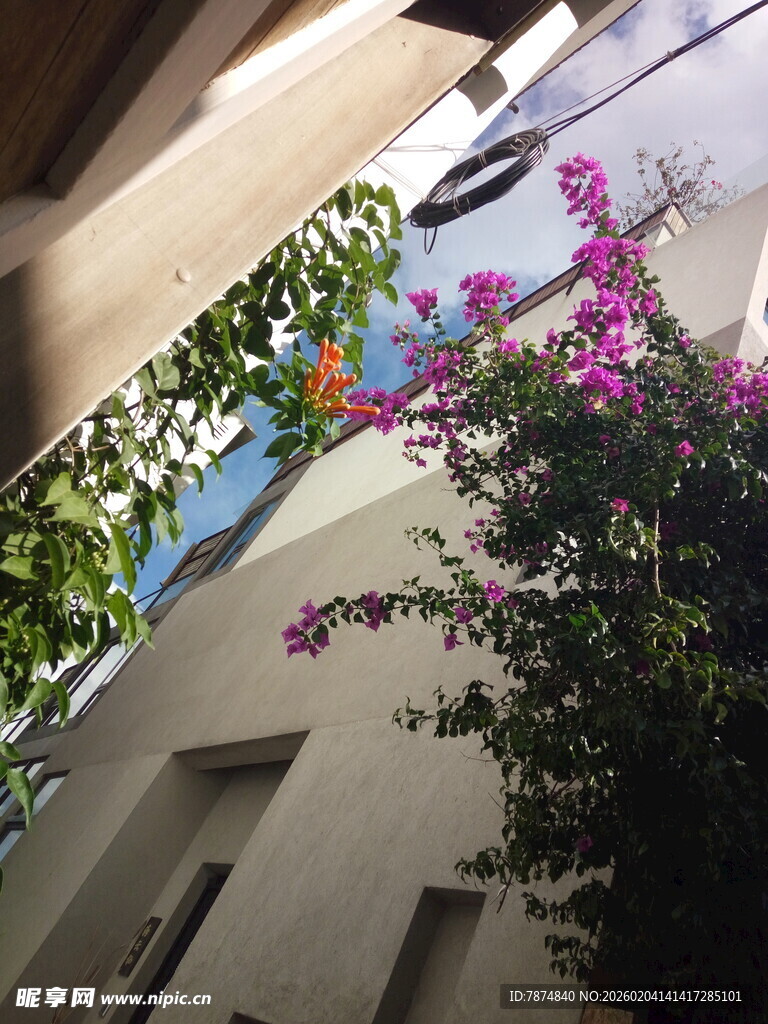 庭院角落的繁花绿植