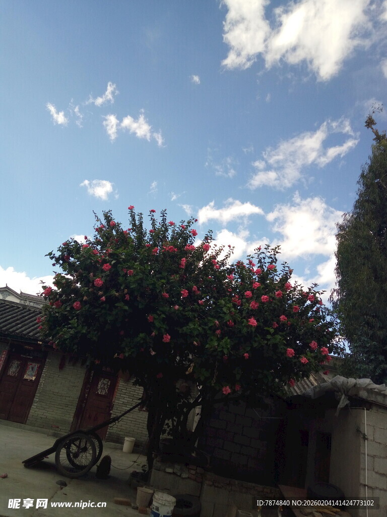 庭院繁花 蓝天白云相伴