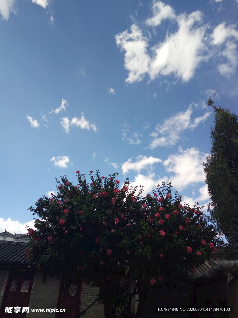 蓝天繁花下的房屋一角