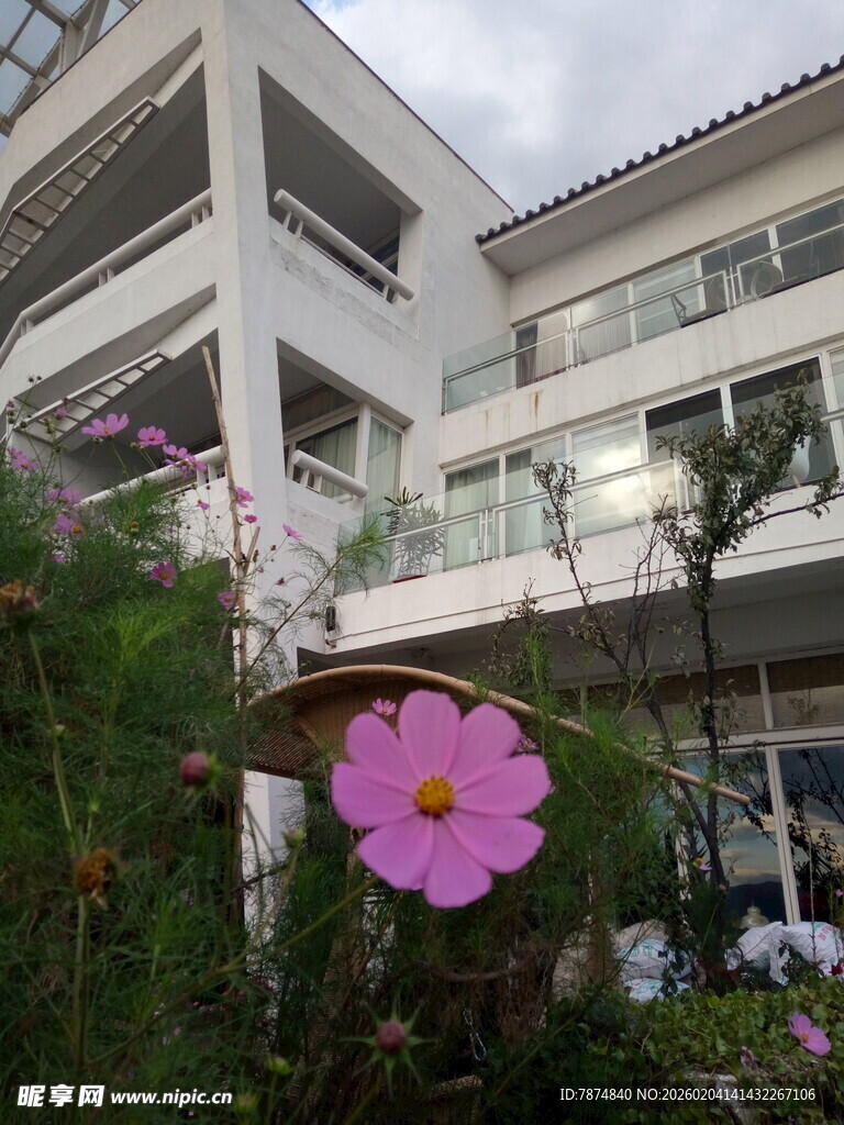 庭院中绽放的娇艳花朵
