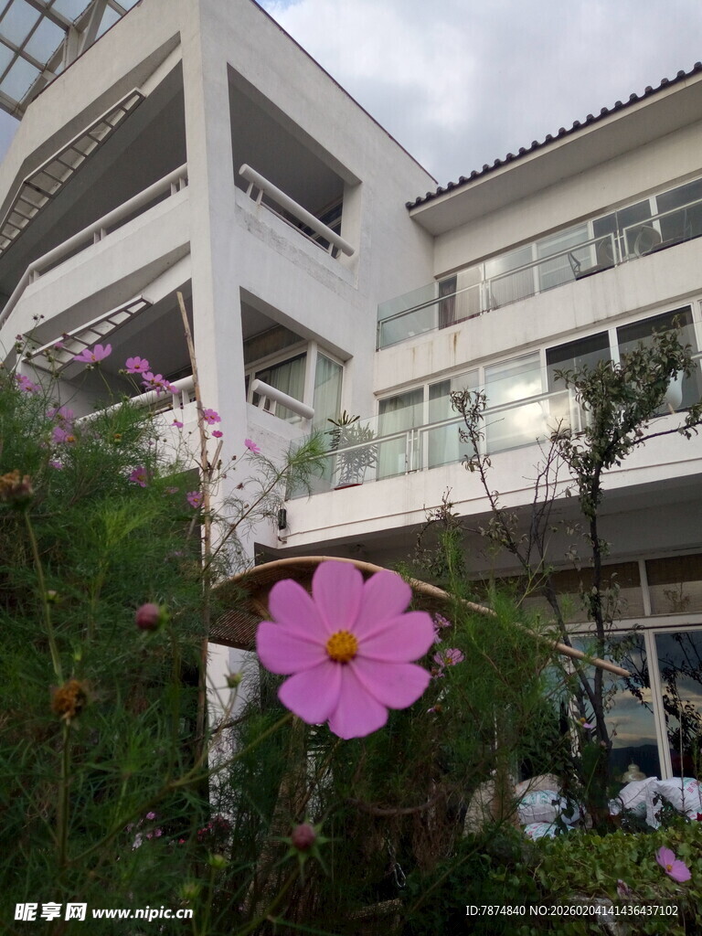 白色建筑旁的娇艳粉色花朵
