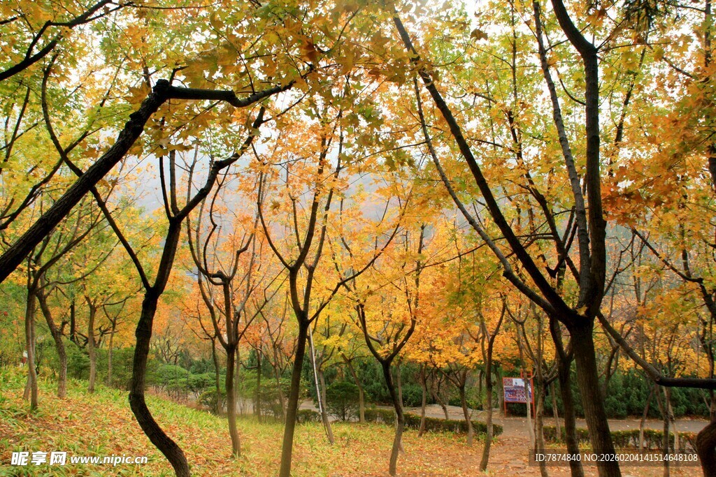 秋日林间美景