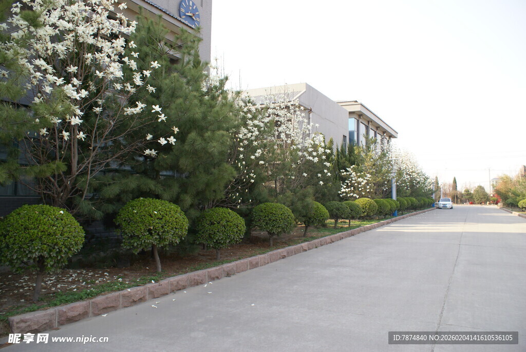 整洁道路旁的绿植景观