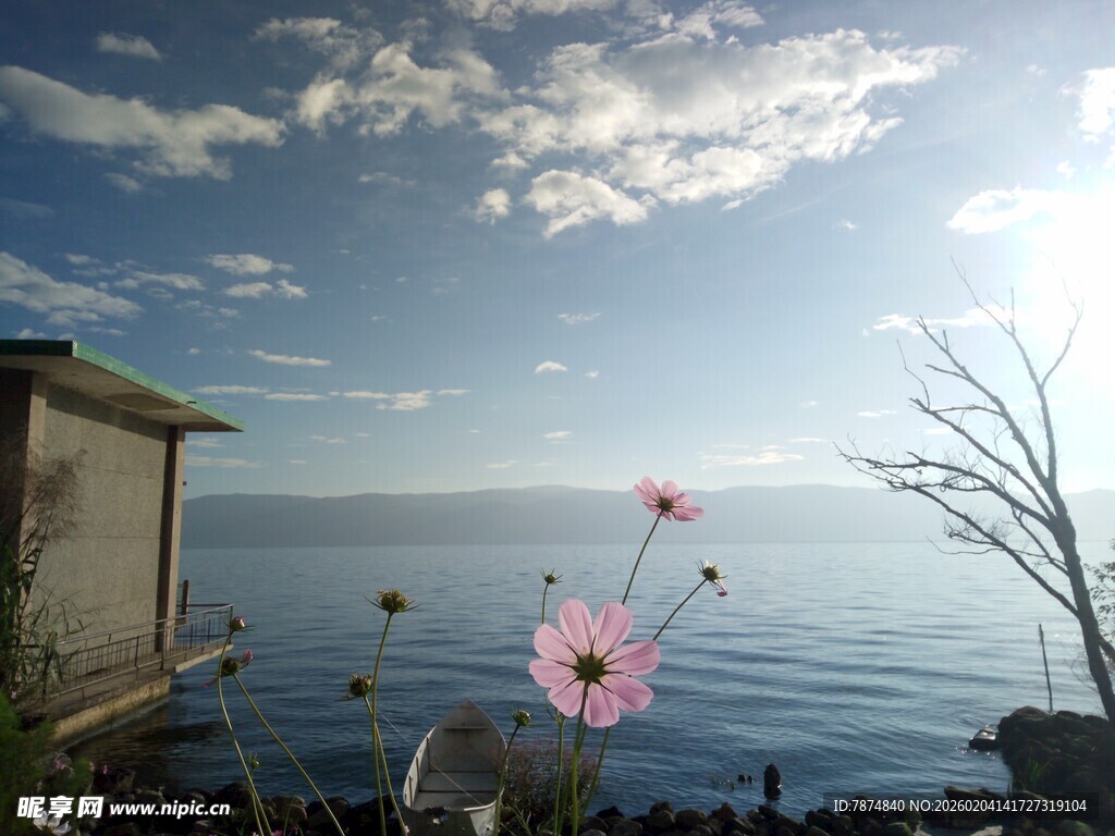 海边小屋旁绽放的粉色花朵