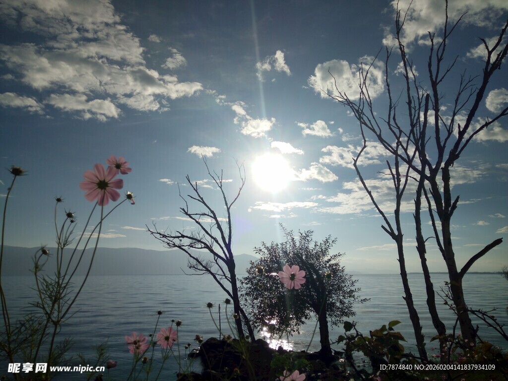 海边日出下的枯树与繁花
