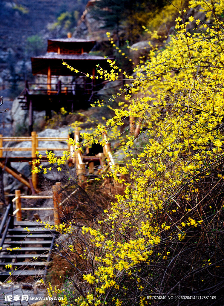 山间栈道旁烂漫盛开黄花